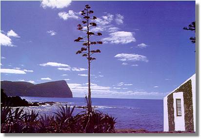 smateus3.jpg (20376 bytes)